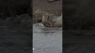 NOT FOR SENSITIVE VIEWERS: : Huge crocodile takes 