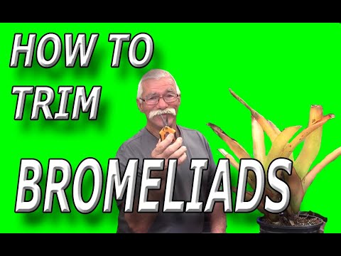 How To Trim Bromeliads!