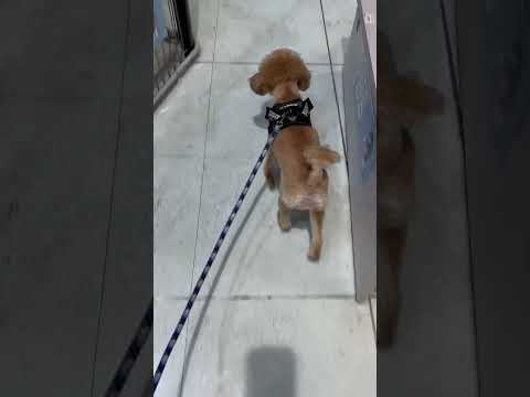 経営学科 ペットショップで元気なトイプードル13ヶ月 #toypoodle #トイプードル