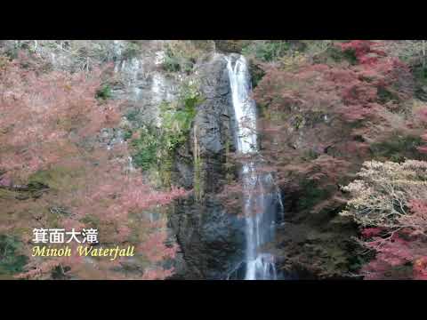 箕面の紅葉ドローン動画