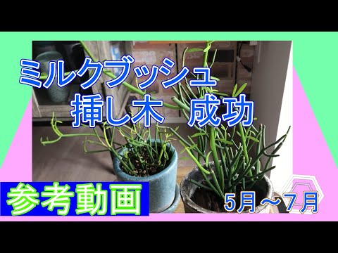 フィンガーブッシュ 植物
