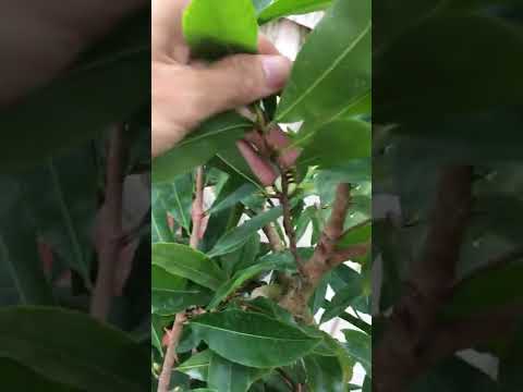 Nụ mai vàng miền bắc ngày 17-10 âm lịch