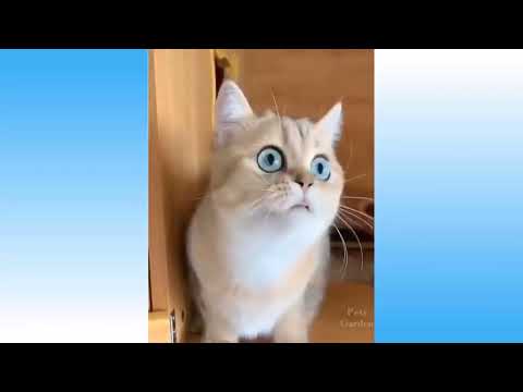 Funny cat drive vacum cleaner#shorts