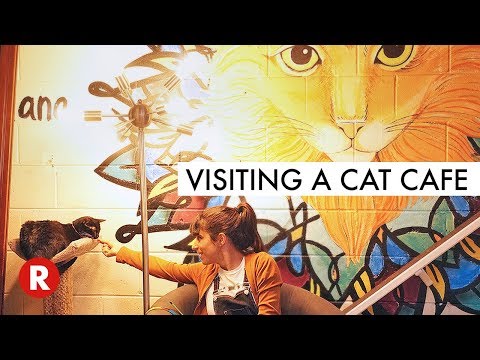 The First Cat Cafe in Atlanta, GA! // Java Cats Cafe // My First Cat Cafe in the World!