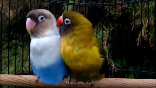 Download lagu Romantic Lovebird mp3
