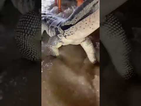 น้ำหลาก ตัวเงินตัวทองยักษ์บุกบ้านกลางดึก นาทีระทึกทั้งครอบครัวหนีตาย #aivideo  #ตัวเงินตัวทองบุกบ้าน