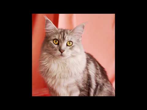 download lagu mp3 mp4 Stippenlift, download lagu Stippenlift gratis, unduh video klip Stippenlift