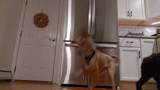 Video preview image #1 Italian Greyhuahua Puppy For Sale in Wakefield, RI, USA