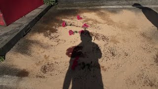 fiori-sull-asfalto-macchiato-di-sangue-al-passo-di-mirabella-dopo-la-sciagura