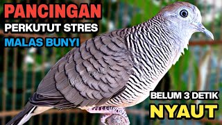 Download lagu Perkutut Lokal Gacor Suara Besar Pancingan Burung Perkutut Agar Cepat Bunyi. mp3