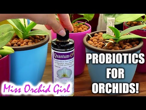Trying Quantum Orchid -  probiotics for Orchids!