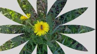 Auf unsrer Wiese gehet was