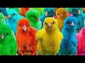 Catch Cute Chickens Colorful Chickens Rainbow Chickens Rabbits Ducks Cute Animals 72