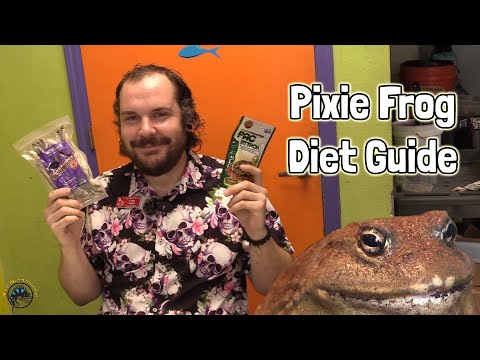🐸 What Should I Feed My Pixie Frog:? - A Pixie Frog Diet Guide!