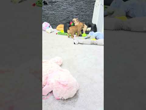 Video 1