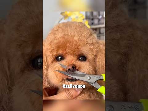 🥺 Kaybettiği Köpeğini Böyle Geri Getirdi #shorts