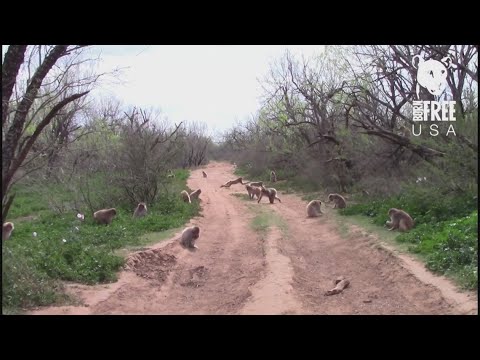 Inside look at primate sanctuary in Texas - YouTube