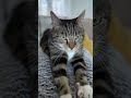 Adorable Cat Purring and Kneading! 🐱💖 #cuteanimals #cute #adorably