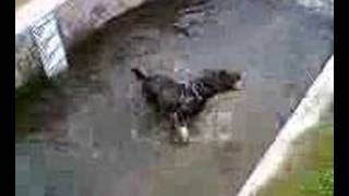 preview picture of video 'Patterdale Terrier Taz - Our Taz in canal in Northampton'