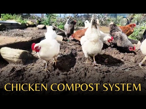 Chicken compost system - Composting made easy