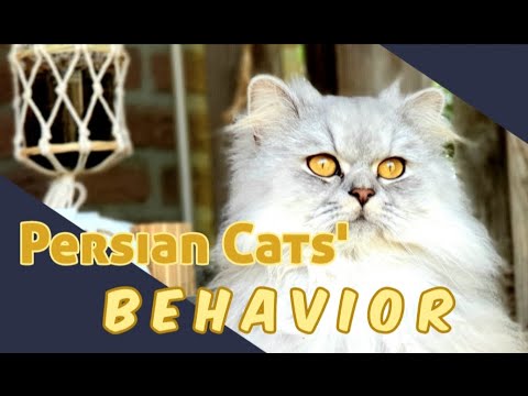 Characteristics of Persian Cat and Why You Need One (Personality And Behaviours Of Persian Cats)