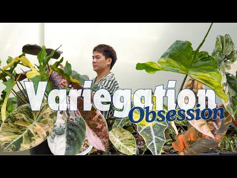 New! Gorgeous Variegated Alocasias (& Philodendron) + Alocasia Master Care Tips