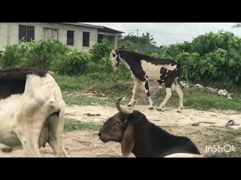 , title : 'Goat and sheep farming in Ghana (All you need to know)'