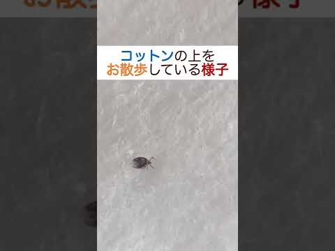 マダニの巣はどこにあるのでしょうか？庭や家ではどんな感じですか？それをどうするか？  庭園