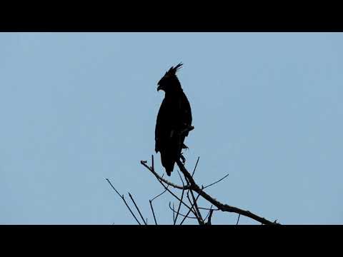 Long-crested Eagle Lophaetus occipitalis Africa