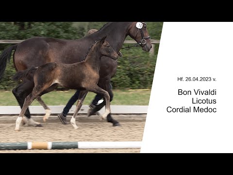 Hf v Bon Vivaldi x Licotus x Cordial Medoc 2023
