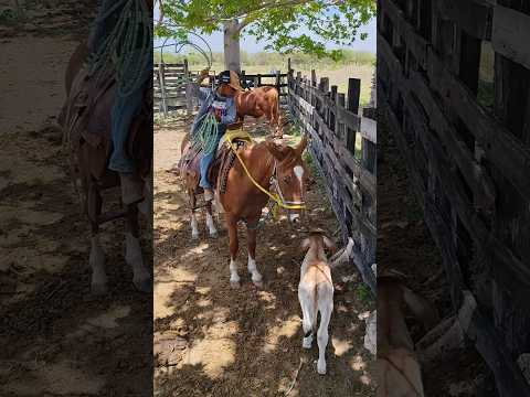Here Frijolito Ranch Giving A Bow With A Saddle Turn 💯😉 #horses #cows