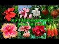10 Different Hibiscus Flowers And Plants Hibiscus Flowers Hibiscus Plants Hibiscus Varieties