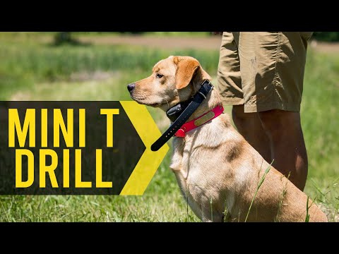 Mini T Drill Update - Gun Dog Training