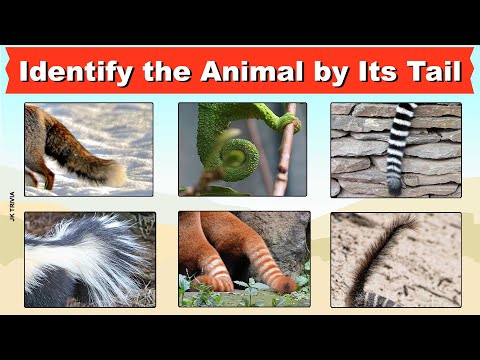 image-{{$article['question']}}