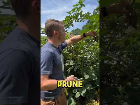 Pruning Blackberry Plants in the Summer ✂️🌱