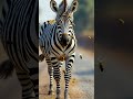 Zebra Infected By Bees Entertainment Animals Rescue Zebra Zebramovie Shorts