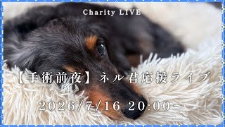 【詳細は概要欄へ】4度目の手術。ネルくんを応援するチャリティーライブ