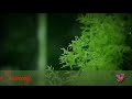 Chimbh Bhijlele Whatsapp Status
