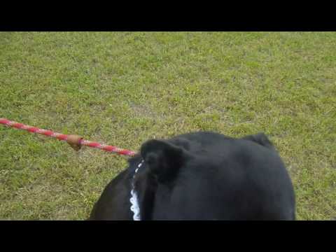 Sweetie Pie, an adopted Labrador Retriever Mix in Lytle, TX_image-1