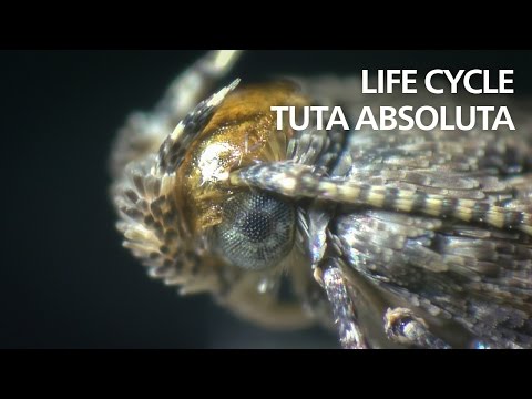 Life cycle of Tuta absoluta (tomato leaf mining moth)