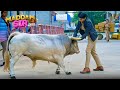 Why Did Karishma Singh Buy A Cow For Thane Madam Sir Best Comedy Show Full Episode