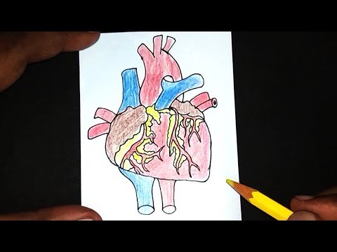 How to draw heart drawing for kids | World Heart Day Drawing ...