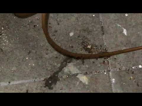 German Cockroaches Hanging Behind the Fridge in Jackson, NJ