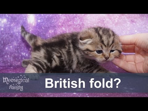 What is the difference between British and Scottish cat breeds?