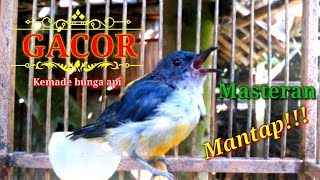 Download lagu Suara Kemade bunga api Gacor mp3