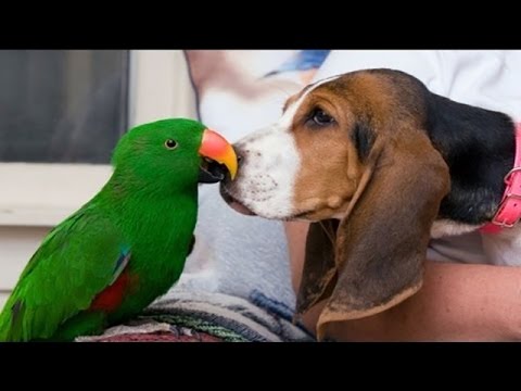 download lagu mp3 mp4 Dog And Parrot, download mp3 Dog And Parrot free download, download mp3 Dog And Parrot