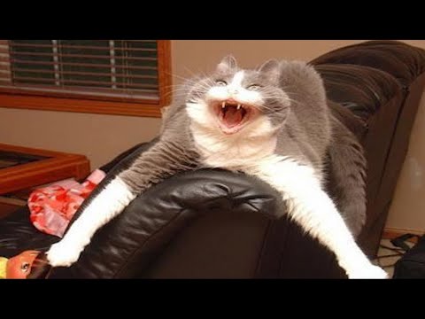 Funny Cat Fails | Funny Cat Compilation - Cico & JJ #8