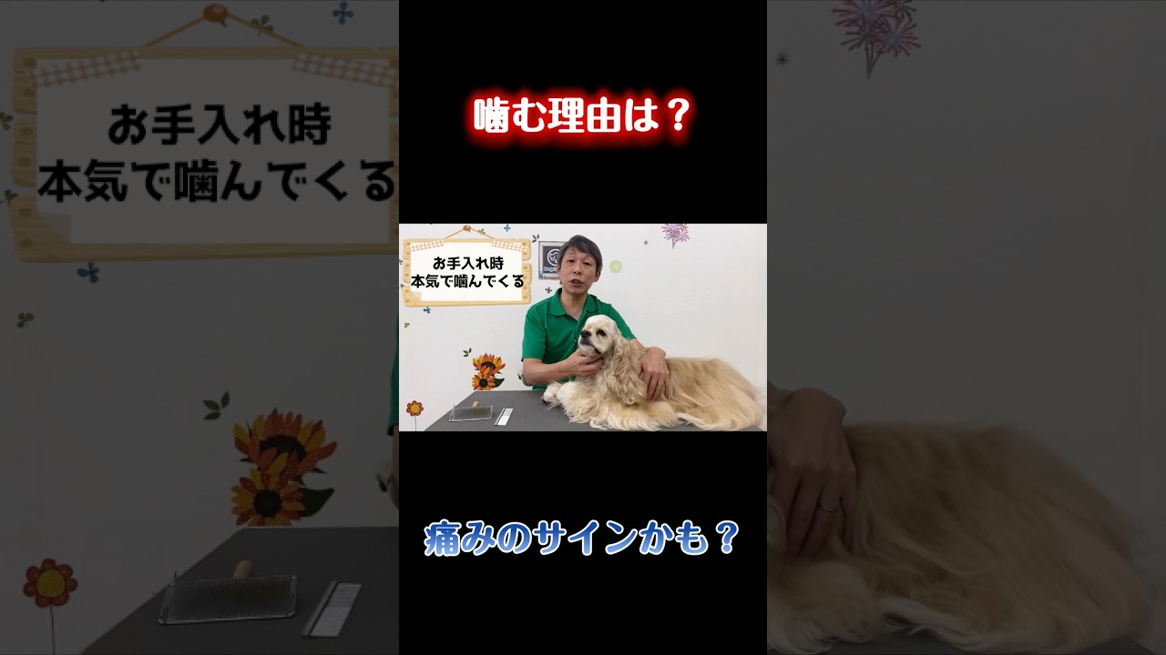 ブラッシングで本気で噛む犬…原因は？