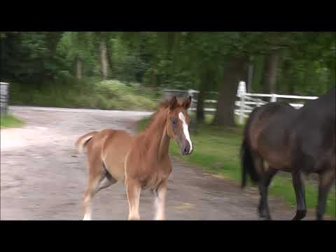 ORIANA v. Ogano Sitte - Goldfever - Heartbreaker