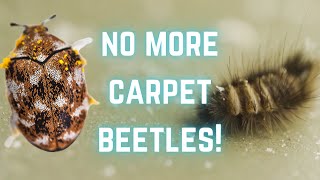 HOW TO: Get rid of CARPET BEETLE!